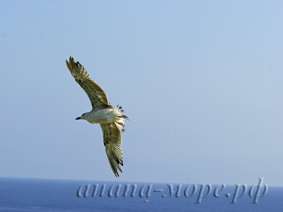 фото анапа чайка над морем