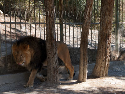 фото Сафари-парк лев