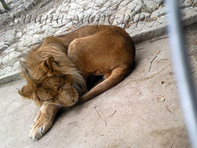 фото Сафари-парк.Молодой лев