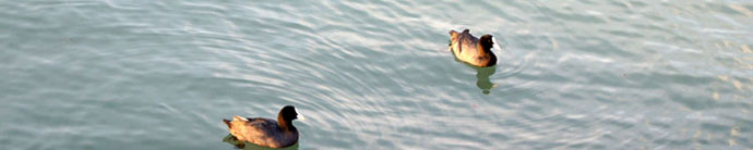 утки в море фото