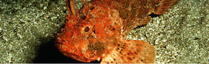 Скорпена, или морской ерш   фото