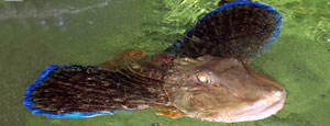 Тригла обыкновенная (морской петух) фото